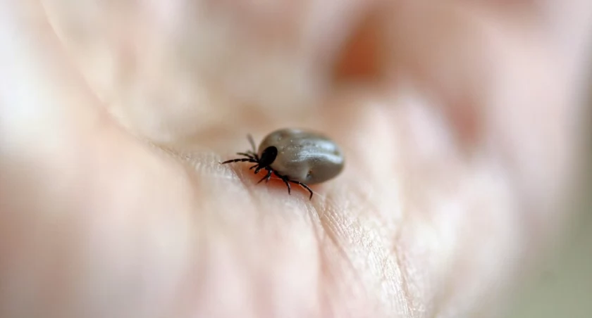 Coraz więcej Polaków choruje na kleszczowe zapalenie mózgu
