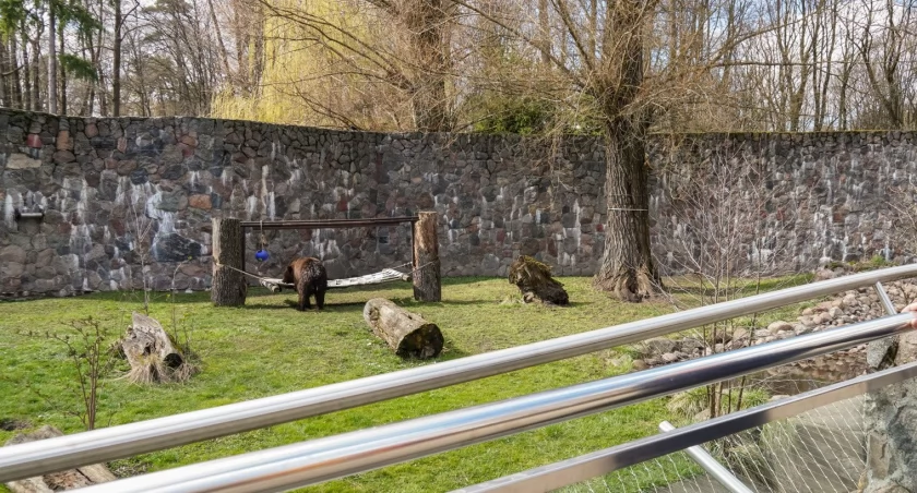 Dwa niedźwiedzie zamieszkały w białostockim Zoo. Nazywają się Chip i Dale