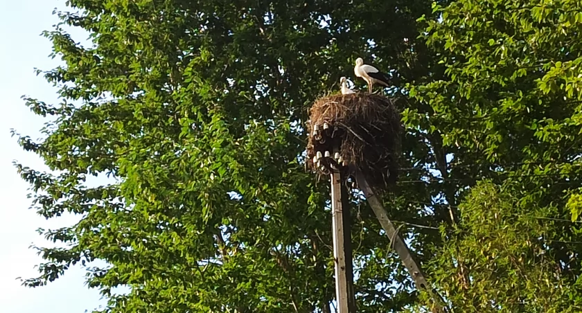 Potrzebni są wolontariusze do liczenia bocianów