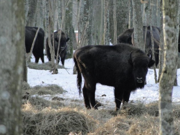 578 żubrów żyje w Puszczy Białowieskiej