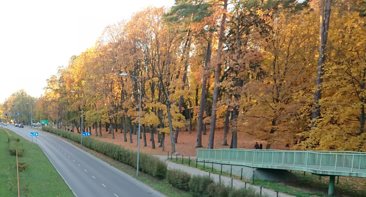 Białystok zaczyna akcję ratunkową wobec kasztanowców