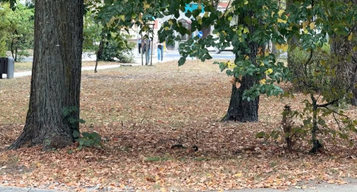 Pożegnaliśmy lato. Przynajmniej to kalendarzowe