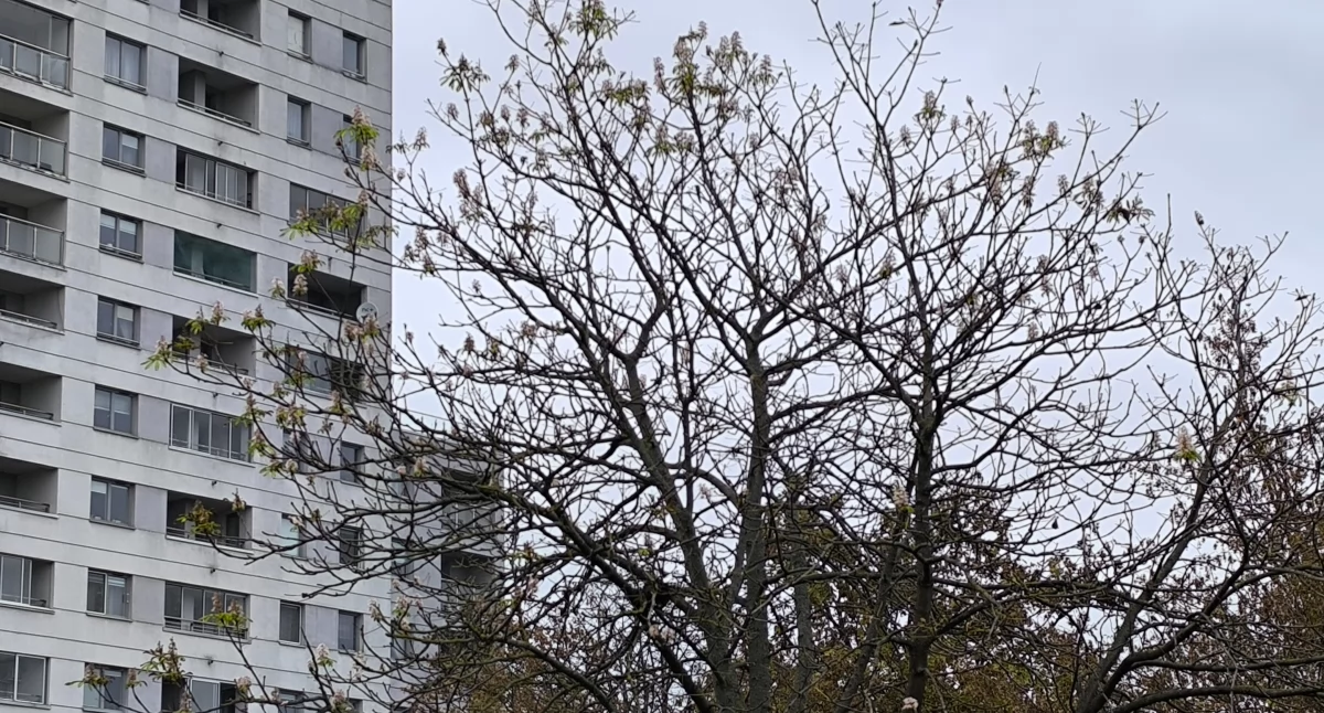 Kasztanowiec przy Branickiego pomylił pory roku? Kwitnie prawie jak w maju