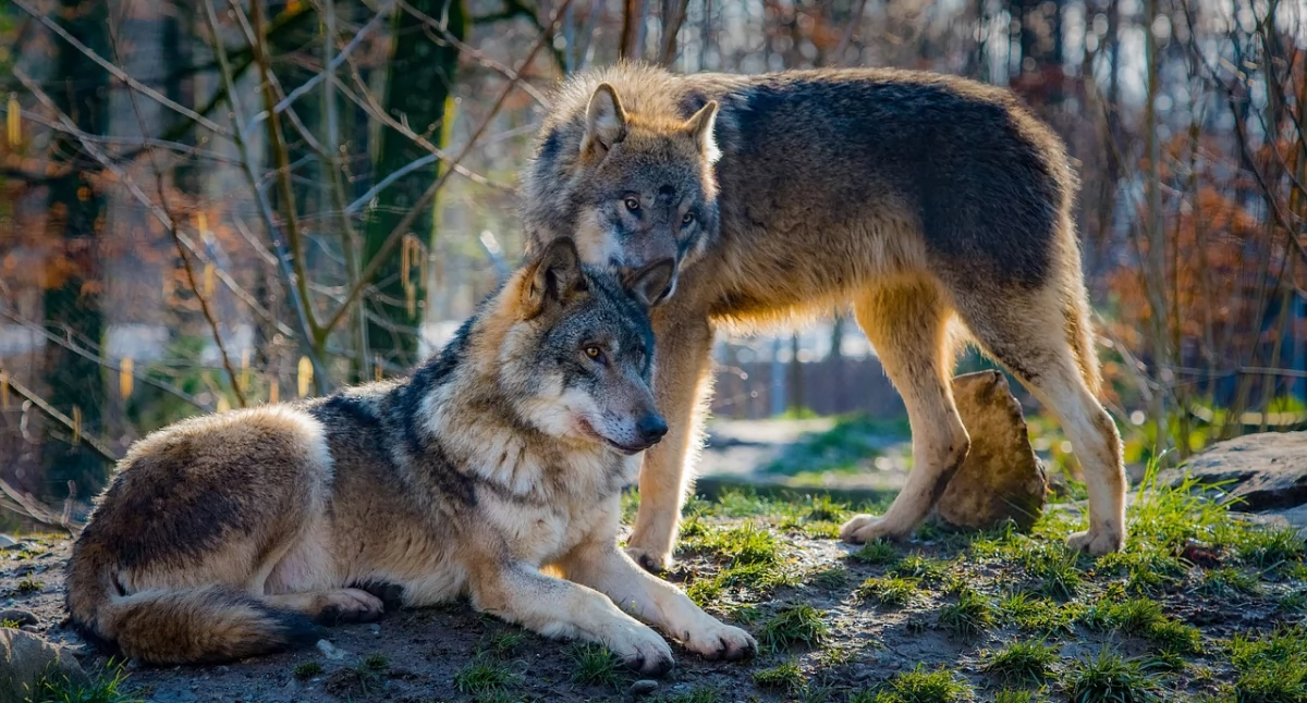 Wilki wolą trzymać się z dala od człowieka