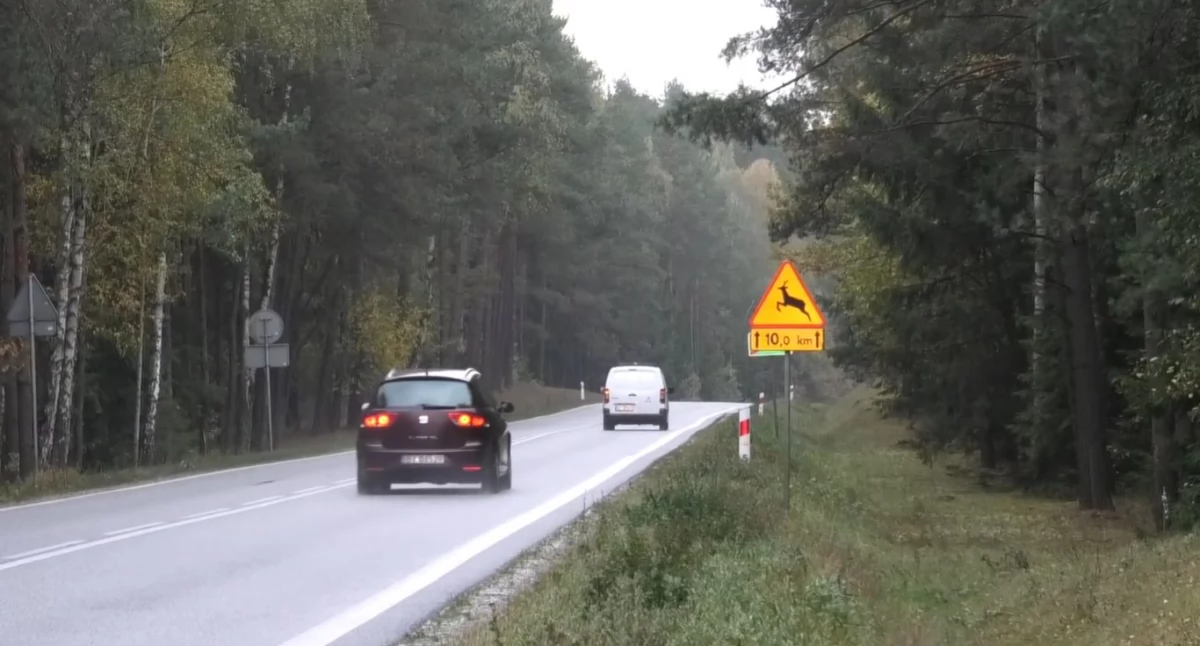 Noga z gazu – to bezpieczniej zahamujemy. Dzikie zwierzę na drogę może wypaść w jednej chwili