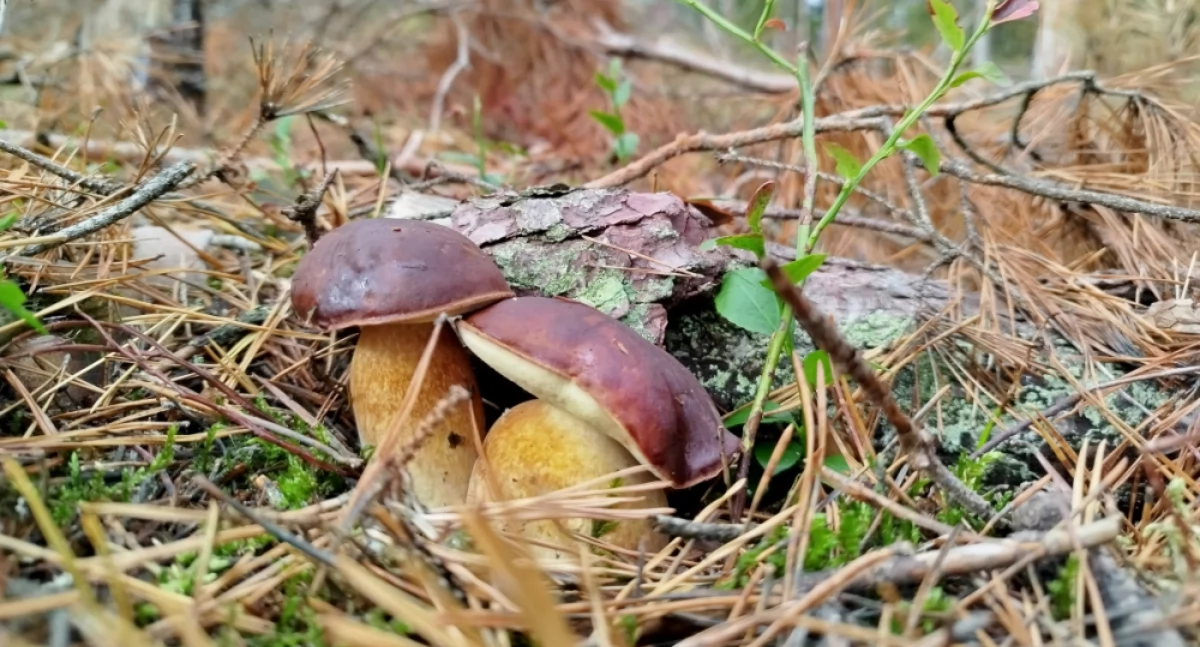 Pierwsza podstawowa zasada grzybiarza – obserwuj pogodę