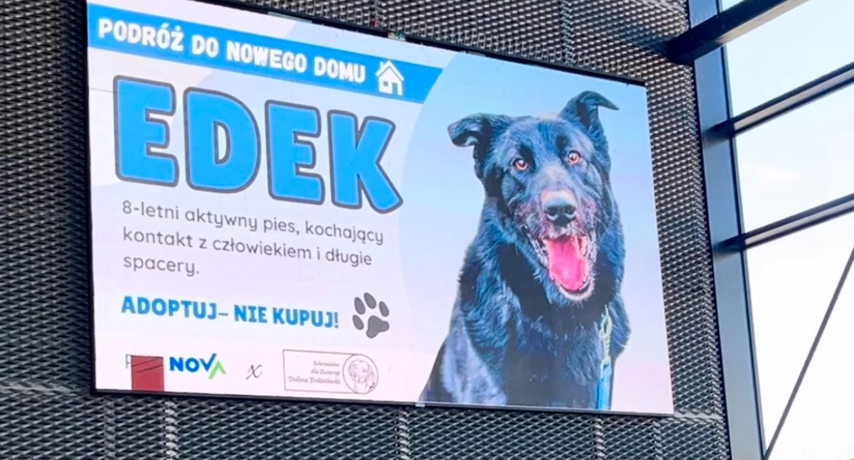 PKS Nova pomoże przewieźć psa ze schroniska i zachęca do kupowania biletów okresowych