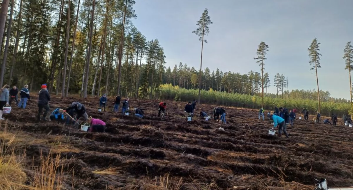 Wspólnie posadzili 4 tys. sztuk świerka w Nadleśnictwie Płaska