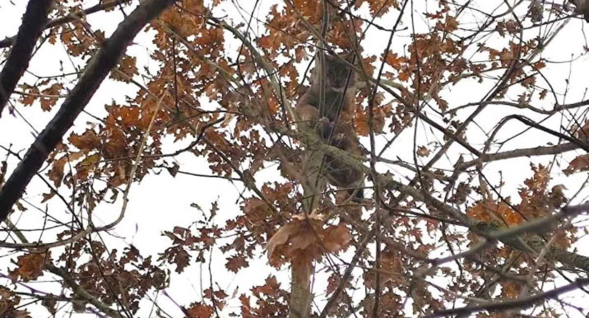 Ryś chciał się chować na drzewie. Dostrzegł go jednak leśnik 