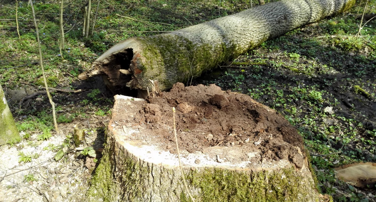 Leśnicy przygotowali plan zwiększający ochronę terenów leśnych