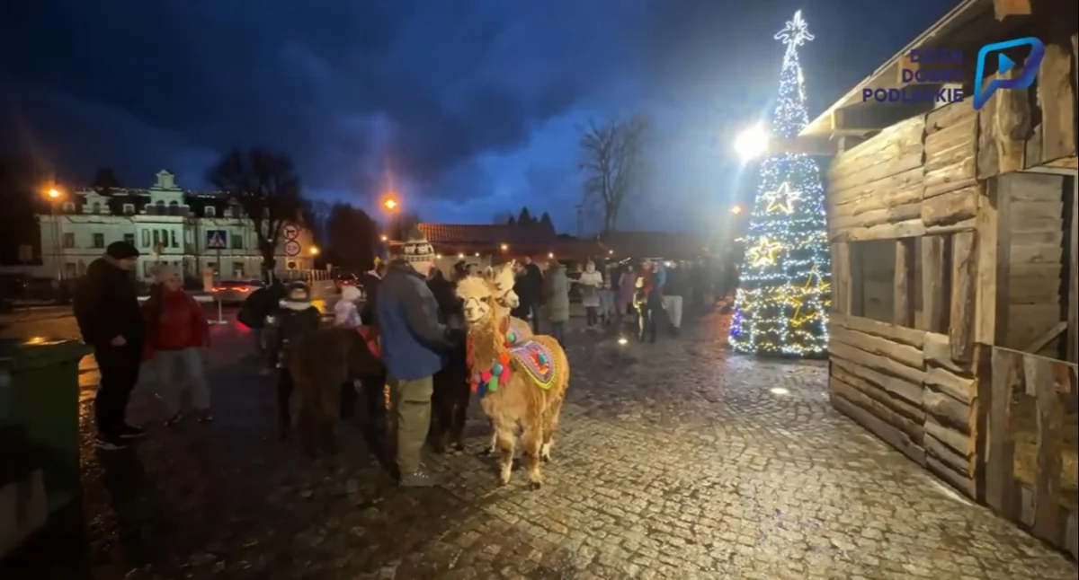 Świąteczny Jarmark w Supraślu. Furorę robiły alpaki