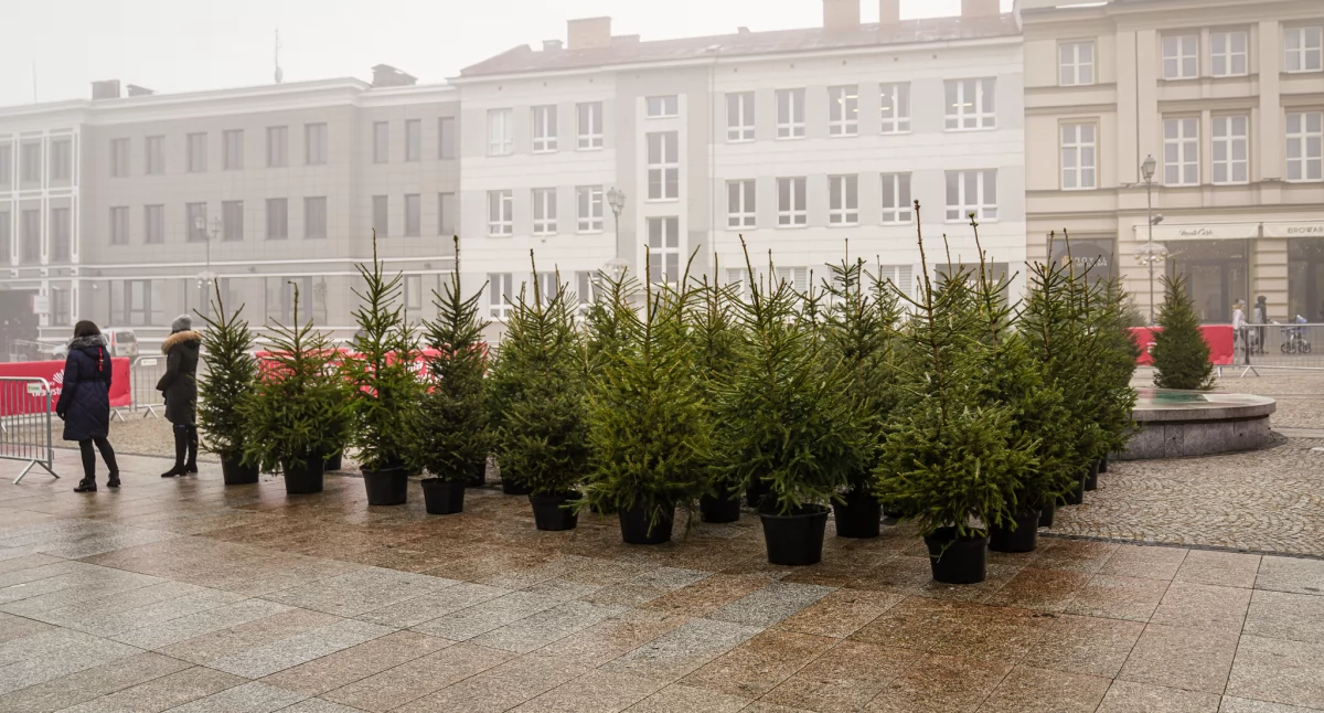 Przyjdź na Rynek Kościuszki i odbierz choinkę świąteczną