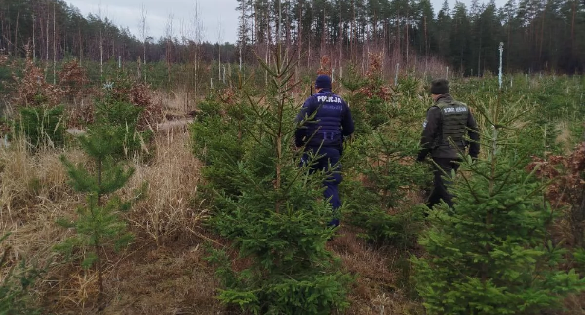 Strażnicy leśni rozpoczęli wspólnie z policjantami akcję „Choinka”