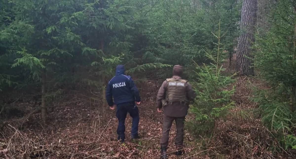 Żywa choinka na święta? Owszem. Ale tylko z legalnego źródła