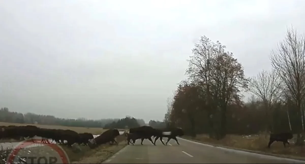Kierowcy uważajcie na dzikie zwierzęta! Jest bardzo niebezpiecznie! 