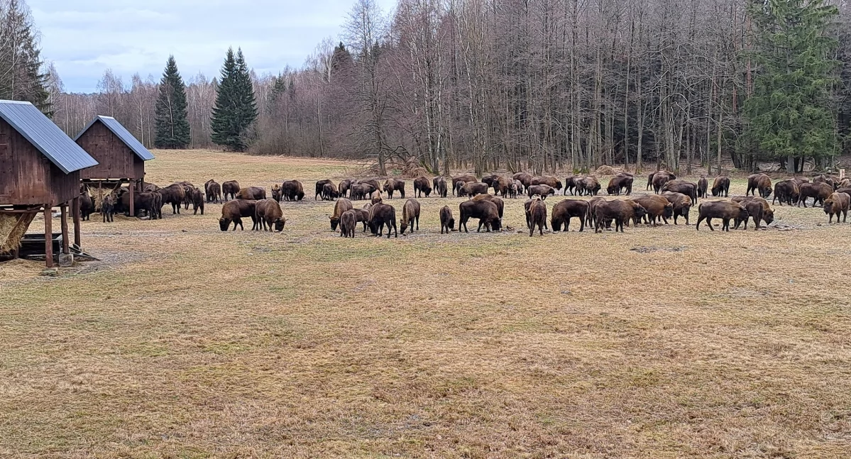Leśnicy liczą żubry w Puszczy Knyszyńskiej