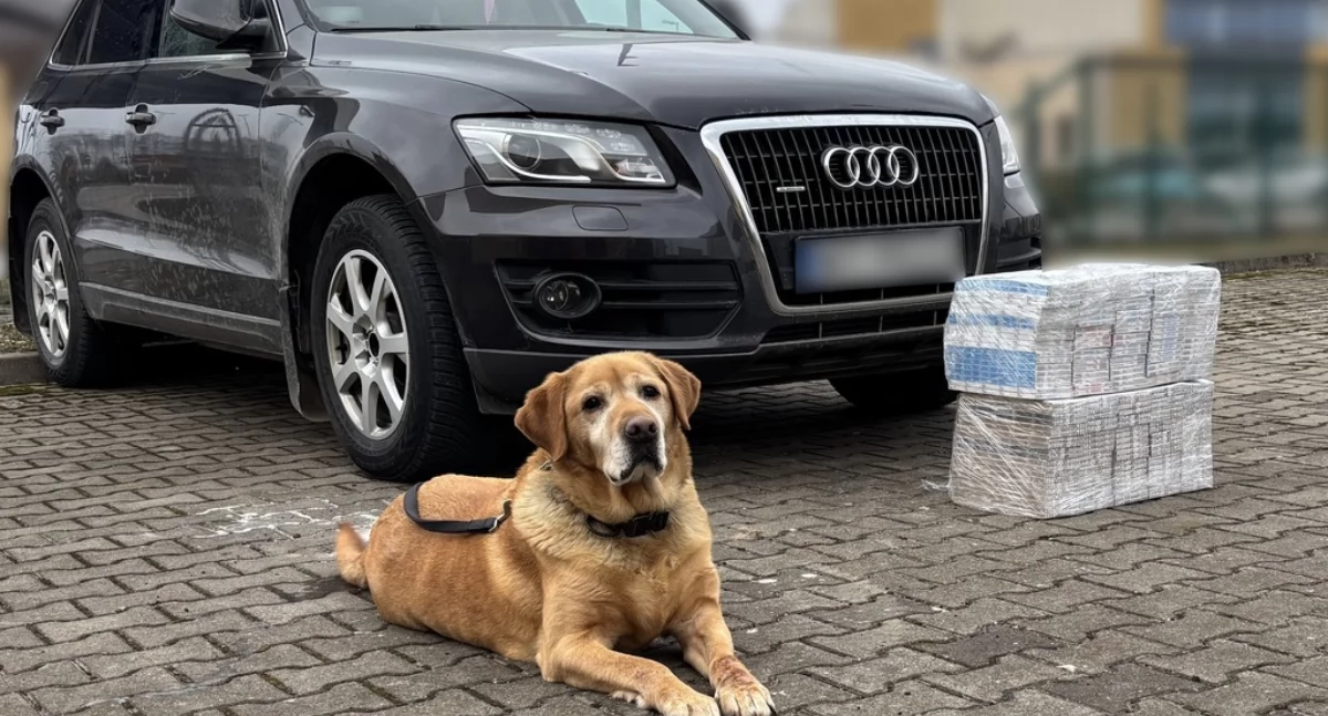 Funkcjonariusze KAS zatrzymali papierosową kontrabandę w Kuźnicy. Pomógł im labrador