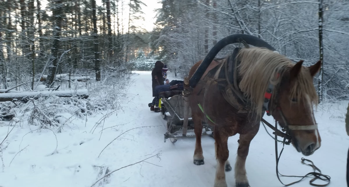 W tym sezonie wolne mają konie. Zima bez kuligów