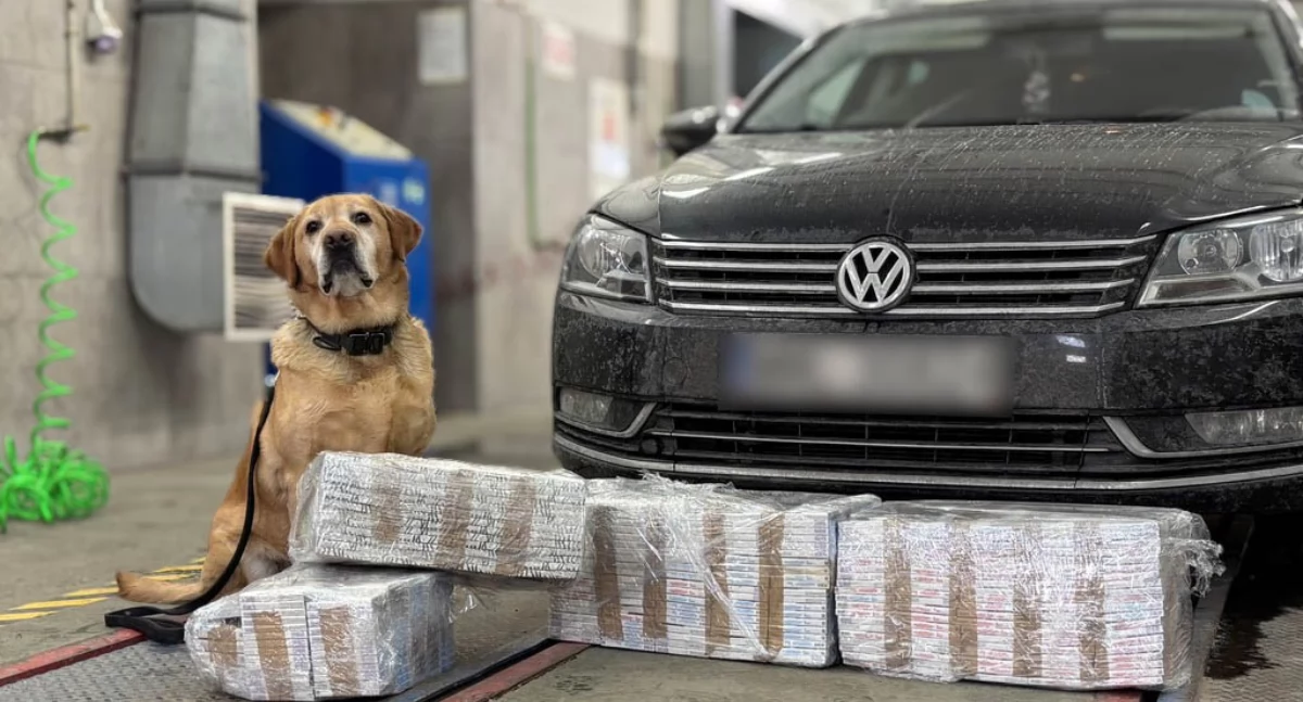 W dwóch samochodach ukryta była kontrabanda papierosowa. Polskim funkcjonariuszom z Kuźnicy pomógł labrador 