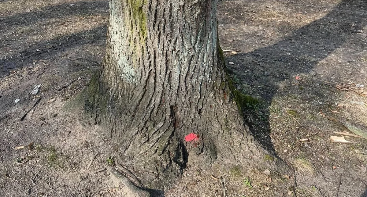 Niepokojące kropki na drzewach w Parku Planty