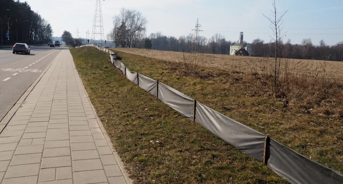 Białystok kontynuuje akcję ratowania płazów