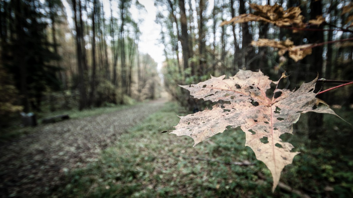 Antidotum na melancholię