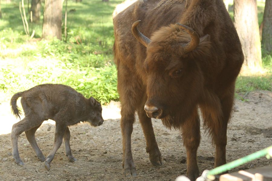 Urodził się maleńki żuberek w Kiermusach. Szukamy imienia!