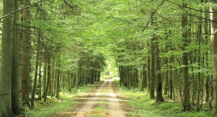 Część ścieżek rowerowych w Białowieży znów otwarta