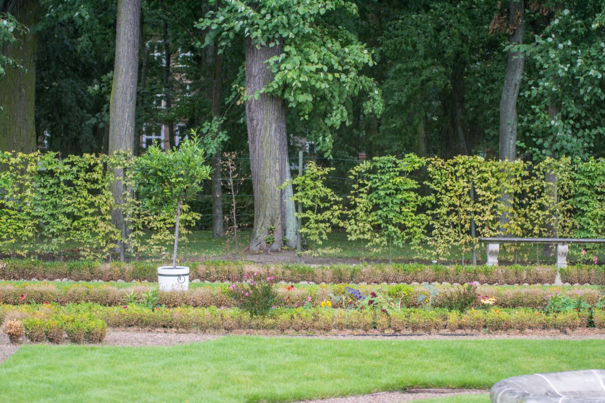 Grzyby patogeniczne zniszczyły bukszpany