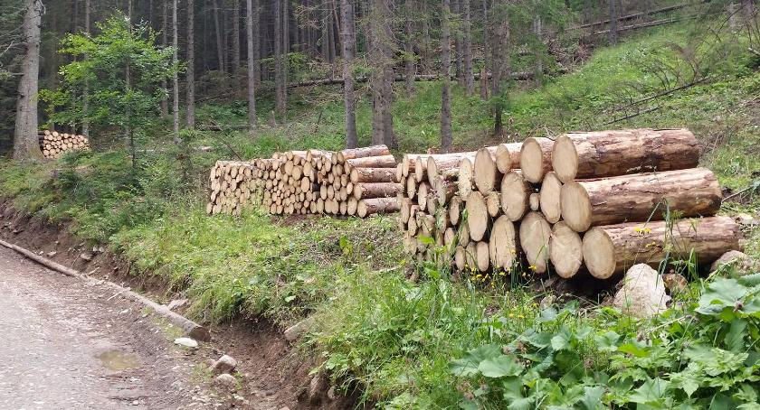 W górach też rżną park narodowy, ale nie ma żadnego ekologa na miejscu