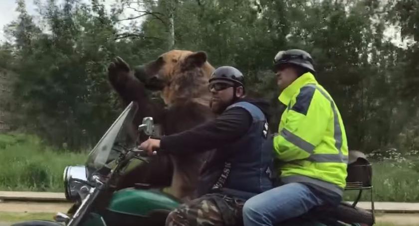 Niedźwiedź jechał motorem i pozdrawiał przechodniów