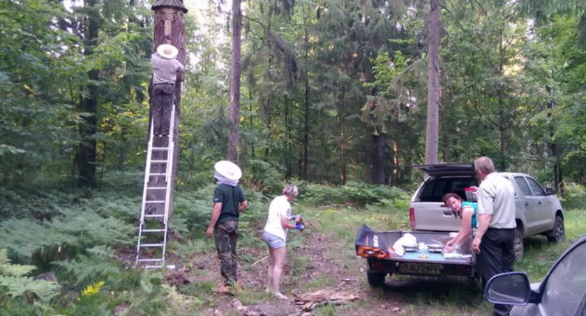 Pszczoły wracają do lasów dzięki leśnikom