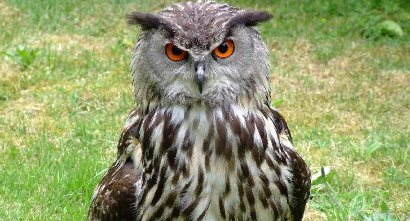 Zwierzętom trzeba pomagać, ale najpierw trzeba wiedzieć, czy można 