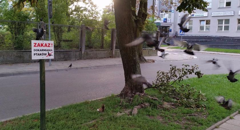 Zakaz dokarmiana gołębi? To kolejny zakaz, który nie istnieje