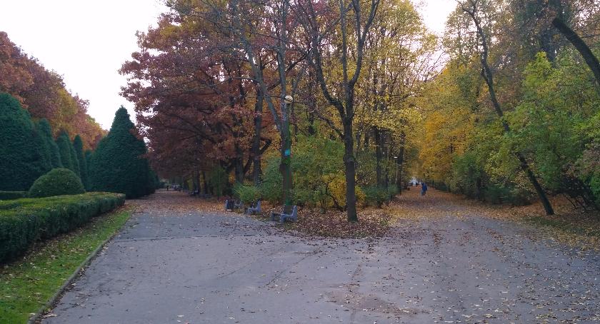 Dlaczego na zimę mamy gołe drzewa? To proste!