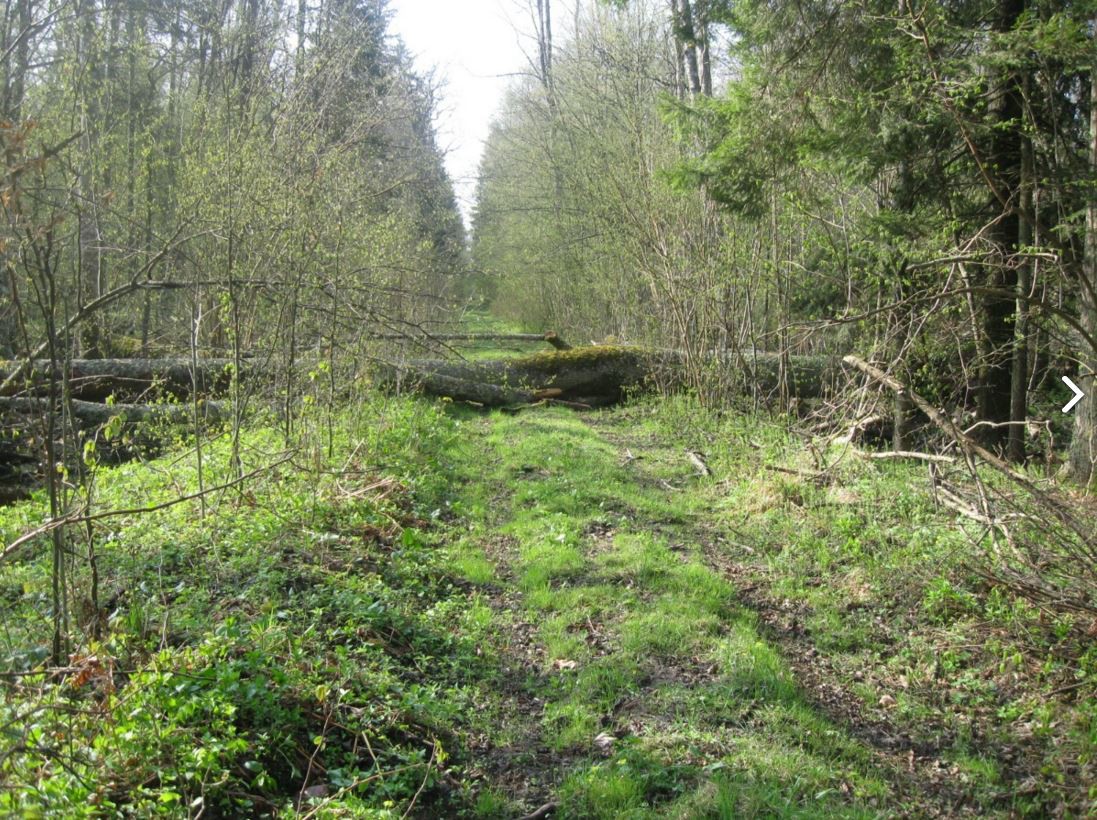 Większy obszar Puszczy Białowieskiej bez ingerencji człowieka