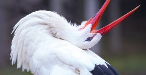 Bocian najlepszym przyjacielem człowieka