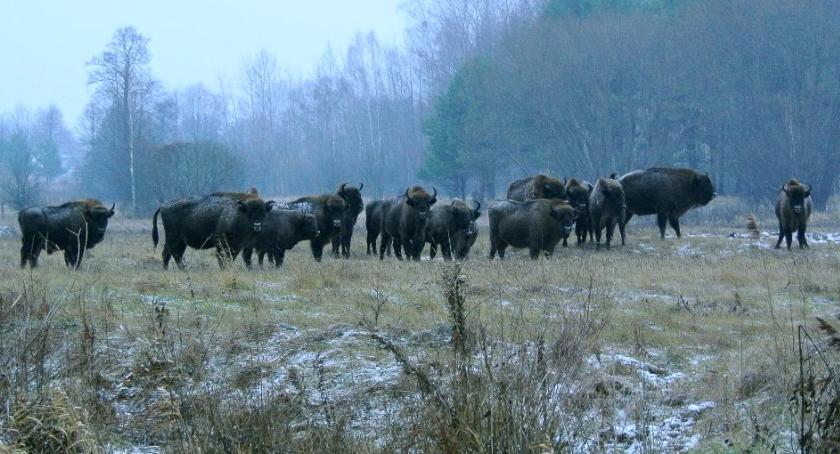 Aby był zdrowy i najedzony. Żubrom pomagają leśnicy
