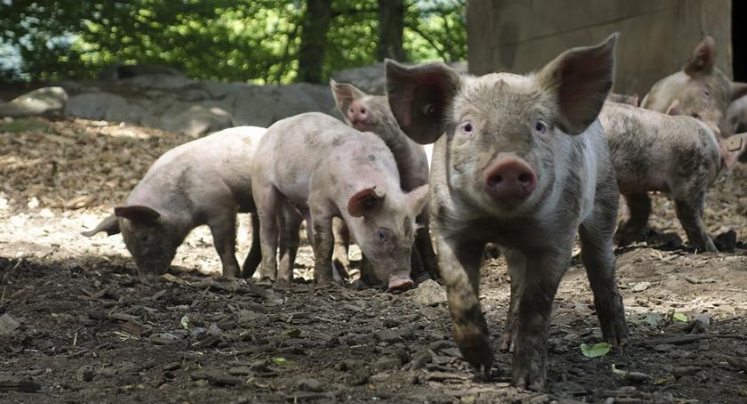 Prosiak na własny użytek. Nowe przepisy resortu rolnictwa