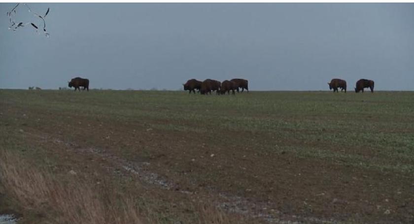 Żubry czynią ogromne szkody w gospodarstwach rolnych 
