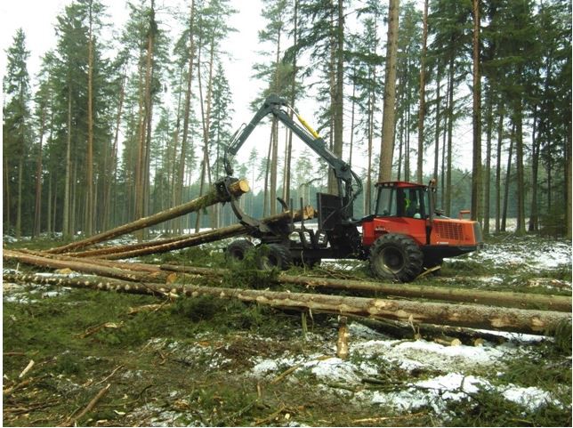 Sosna i świerk to najczęściej kupowane drewno z podlaskich lasów