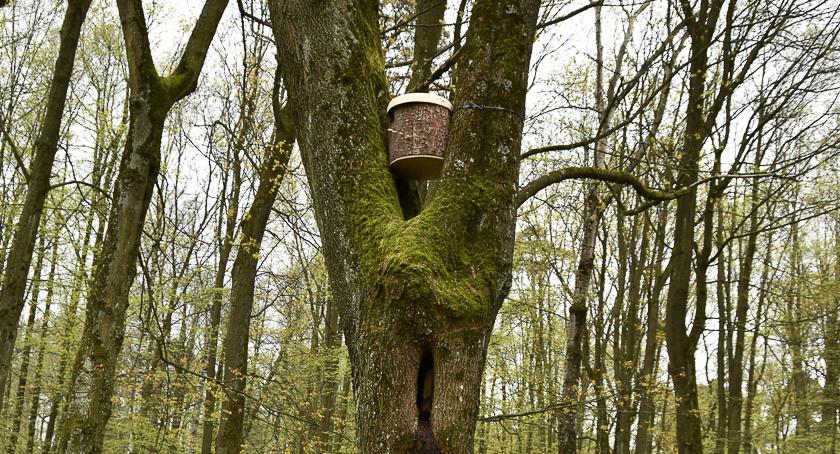 Budki lęgowe, poidełka poszukiwane. Trzeba pomagać miejskim zwierzętom