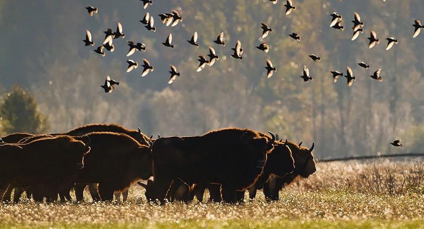 Puszcza Augustowska stała się domem dla nowego stada żubrów
