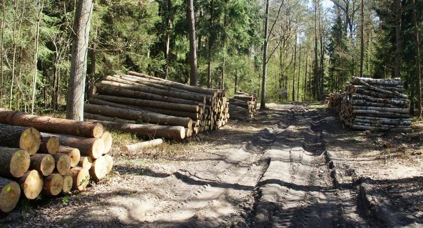 Masakra piłą mechaniczną w Lesie Solnickim? 