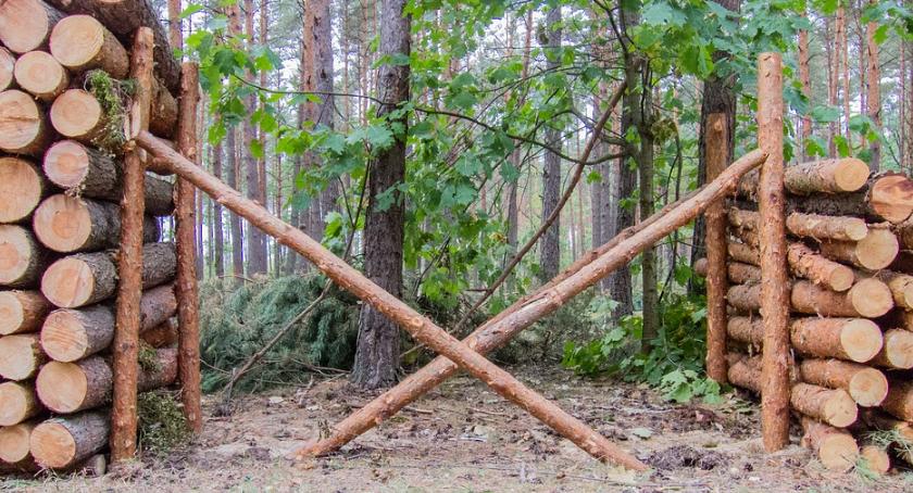 Dyrekcja Lasów wyjaśnia jak odbywa się wywóz drewna 