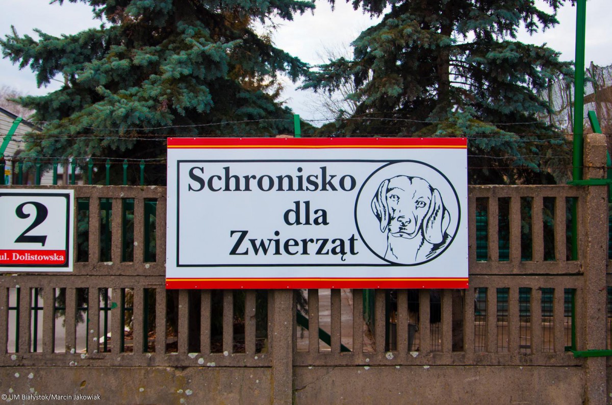 Wspólnie dla zwierząt – wolontariat w Schronisku dla zwierząt w Białymstoku