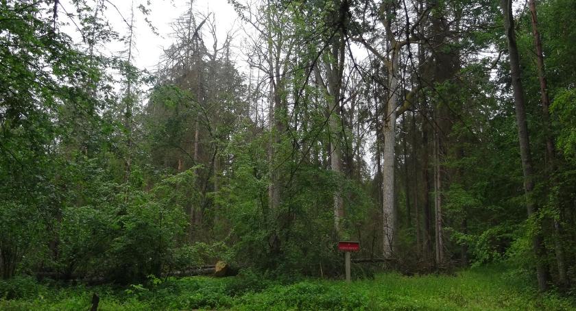 Powiększy się nam rezerwat Puszczy Białowieskiej