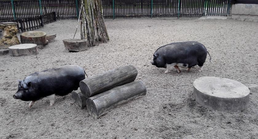 Warto odwiedzić Akcent ZOO [VIDEO]