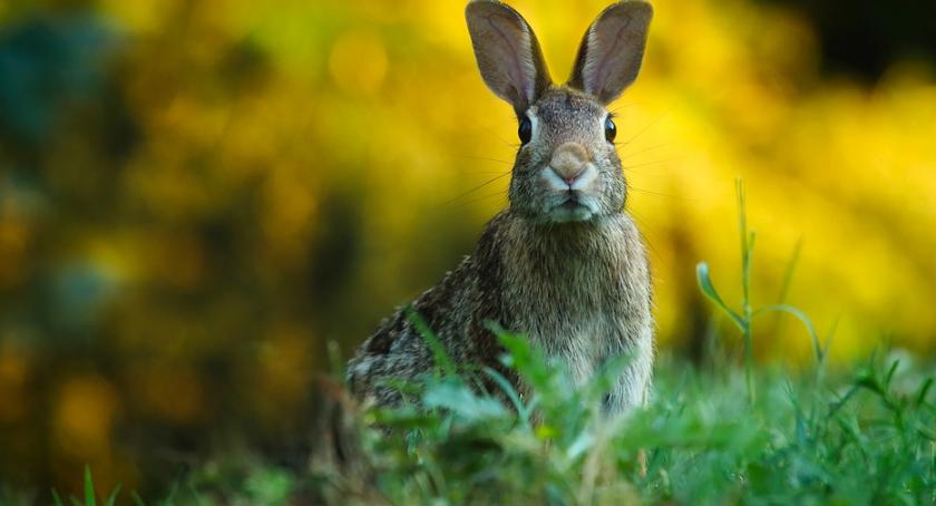 Podlasie będzie bardziej przyjazne dla zajęcy i kuropatw