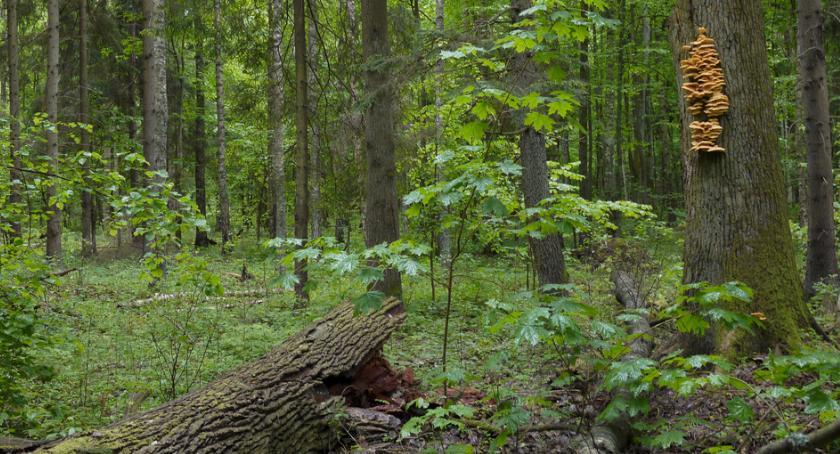 Znów są naciski, żeby cała Puszcza Białowieska była parkiem narodowym